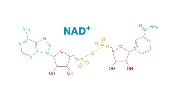 NAD Supplement